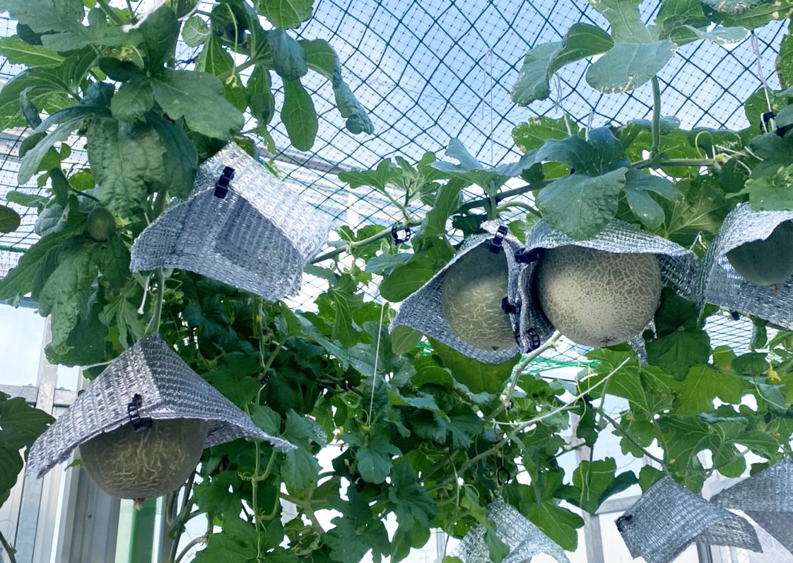 学生寮の屋上で無農薬・有機肥料の水耕栽培を実施