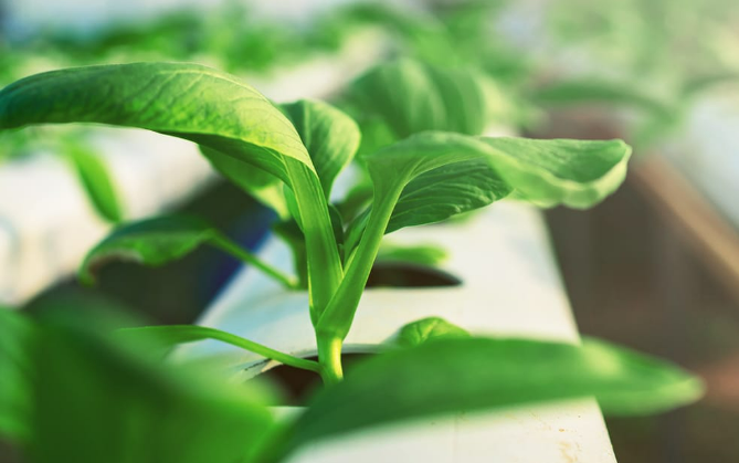 共立メンテナンスの新事業　『生きてる肥料』を試験販売開始